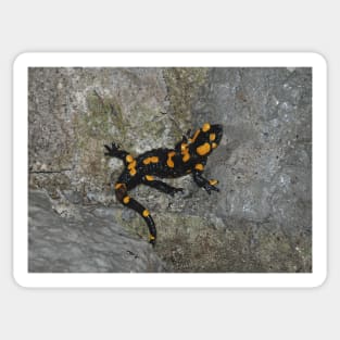 Fire Salamander on Rock Sticker